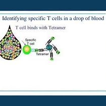 Video: Visualización de linfocitos T CD4+ específicos de antígeno mediante tetrámeros MHC de clase II