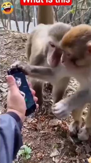 monkey short Funniest MONKEY Videos 😅🐵 OmmRTM #trending #memes #shorts
