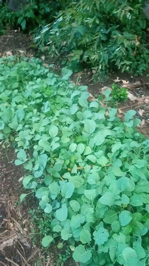 Collard seedlings ready for planting | Collard farming | Vegetable farming #farming #food #collards