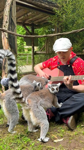 Plumes on Instagram: "I was surrounded by the end 😁❤️‍🩹 🎛️ Mix by @robthedrums Merci @zooamnevilleofficiel pour l’accueil 🫶 #animals #animal #lemur #lemurs"