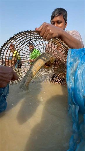 8.9K views · 78 reactions | Primitive Fish Catching in River | Fishing & Village Tradition | Facebook