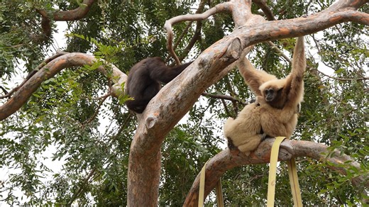 12K views · 460 reactions | Here it is, the signature soundtrack of Oakland Zoo (sound UP ) Gibbons make these whooping sounds for many reasons -- to send an alert about predators, as mating calls, to announce their territory to neighbors, or to strengthen social bonding. | Oakland Zoo | Facebook