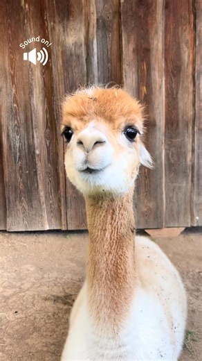 16K views · 109 reactions | Send this to someone with any comment #alpaca | tre alpacas | Facebook
