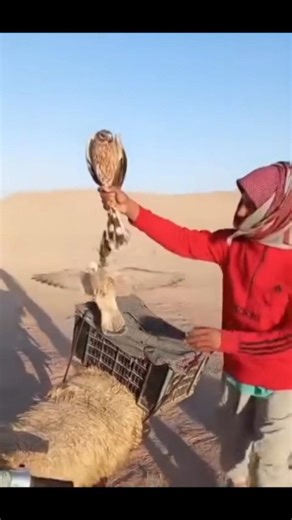 Method of🤷 catching a falcon 🦅using a kestrel falcon #birds #wildlife #nature #falconry #animals