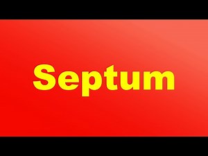Septum Function in the Heart