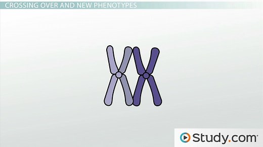 Crossing Over & Gene Linkage: Definition, Importance & Results