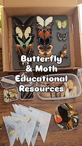 a selection of butterfly & moth resources to be used for education and learning. 🎨 pinned specimens, papered specimens, silkmoth cocoons and dried pupae, empty butterfly chrysalis and a bundle of wings! 🦋 - #entomology #butterflies #forestschool #naturalhistory #insects | Stoned Affection