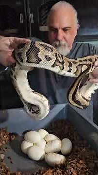 Ball python Egg pulling, #snake #reptiles #ballpython #snakeeggs #python