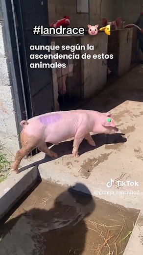 Características y crianza de cerdos Landrace