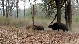 Rare footage of Royal Bengal tiger killing an Indian Bison Gaur| Watch
