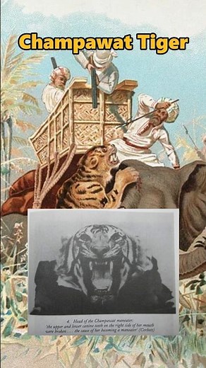 World Record of Champawat Tiger 🐅 (The Deadliest Man-Eater Ever)
