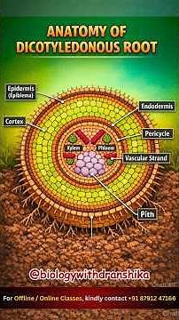 Anatomy of Dicotyledonous Root🌱 #dicot #roots #plantanatomy #botany #biology #xylem #phloem