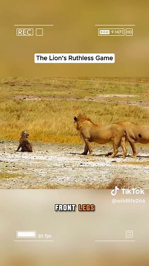 The Lion’s Ruthless Game in the Wild