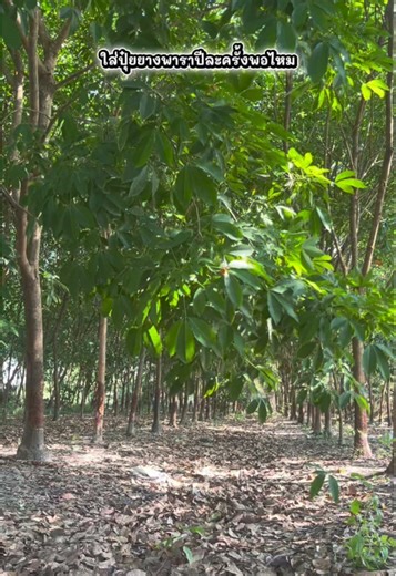 ใส่ปุ๋ยยางพาราปีละครั้งพอไหม หรือใส่ทีเดียวเยอะๆไปเลยดีกว่า หยุดความเชื่อผิดๆแล้วมาดูทริคการแบ่งรอบใส่ปุ๋ยแบบมือโปร ใส่ตอนไหน ตำแหน่งไหนให้ต้นยางได้กินแบบเต็มอิ่มผลผลิตพุ่งทะลุจอก คลิปนี้มีคำตอบครับ #fypviralシ #fyp #สวนยางพารา #ชาวสวน #ชาวสวนยาง