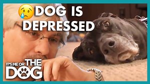 Me Or The Dog on Reels