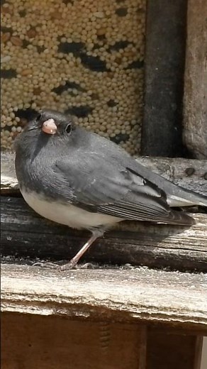 Little Snowbird Dark-eyed Junco #juncos