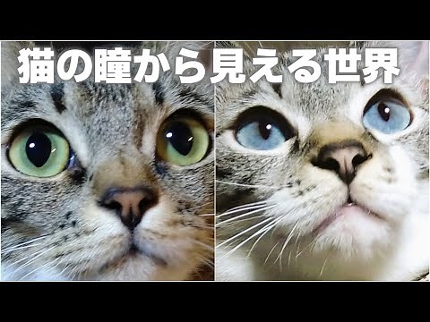 【CAT'S EYE】猫の視力や見え方｜猫が見る世界はどんな世界？