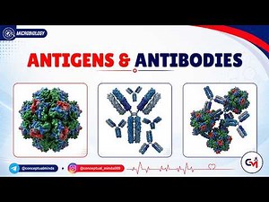 84. Antigens and Antibodies: Epitopes, Haptens, and Immunoglobulin Structure 🧬