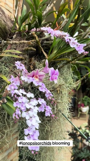 ALS FLORA FARM (@alsflora_uganda)’s videos with On The Dance Floor (Instrumental) - BLVKSHP