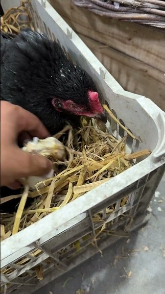 Failed egg hatching - chick is no more