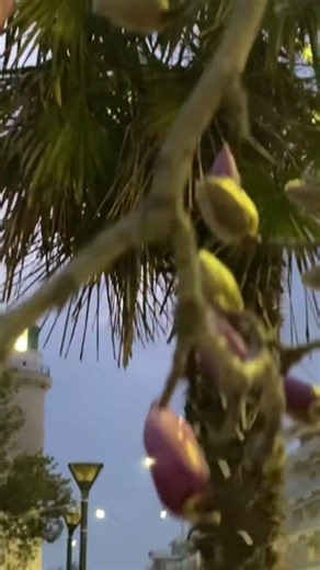 Alexandroupoli. Magnolia view & lighthouse in Greece 🌸🇬🇷