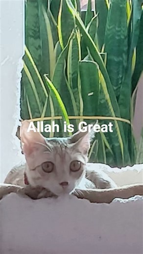 Allah is great,#Hamd#shortvideo #subscribe