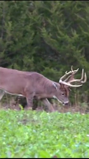 The giant 197” Iowa Whitetail, Gnarles Barkley