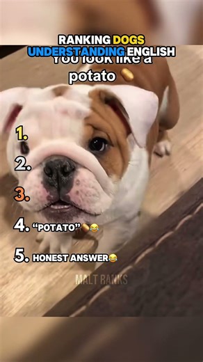 Ranking Dogs Understanding English Moments!