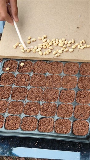 Seedling box planting and sowing techniques