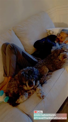 No Space Left 😅 Cockapoo & Labradoodle Take Over Nap Time 🐶💤 #FunnyDogs #DogLife #cuddletime