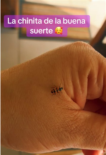La chinita de la buena suerte 🥰 #chinita #insectos #ladybug #insects #insectos