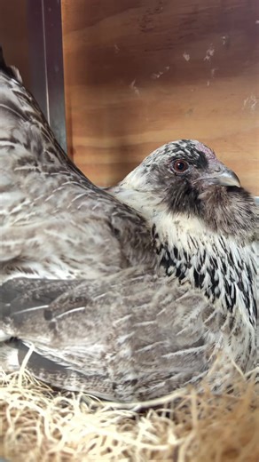 Meet Becky: The Beautiful Chicken and Her Eggs