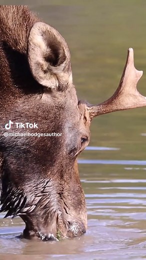 dragonfly buzzes moose #wildlife #animals #moose #nature #outdoors