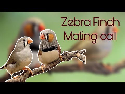 Zebra Finch Mating Call