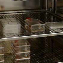 Video: Comparison of Three Different Methods for Determining Cell Proliferation in Breast Cancer Cell Lines