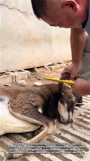 Trimming Overgrown Goat Horns to Ensure Health and Safety