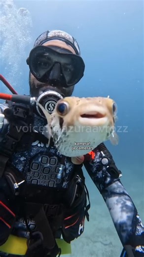 AzuraaVrozz 侍 | Fandubber & Voice Actor on Instagram: "A compilation of fandubs by AzuraaVrozz, “Various Activities in the Waters” ✨ Follow now and enjoy animal voices like never before! If you enjoyed this content and want to support my work, any donation is greatly appreciated! 🩵Your support helps me keep creating more of what you love. link support on my bio Voice: Me(@azuraavrozz) Sc🎥: 🐡carloslzn |IG , 🦀(unknown), 🐟(unknown), 🦭memeconomics._ |I