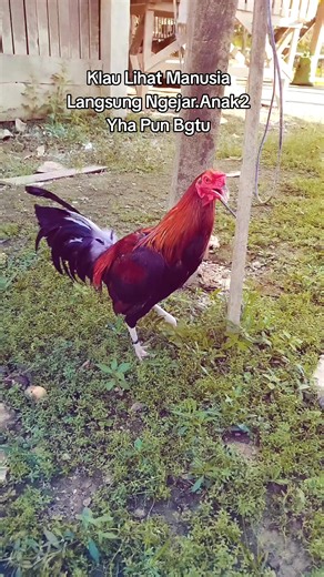 Zombie Farm on TikTok