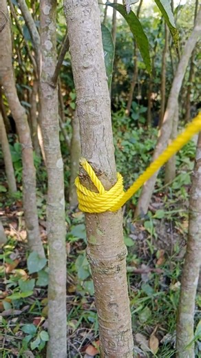 Strong Rope Knot Tied to a Tree 👍 Secure Tree Anchoring Technique 🎉 #craft #outdoors #skills