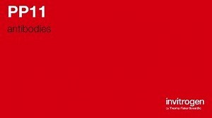 Anti-PP11 Antibodies | Invitrogen