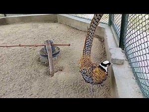 pheasant farming for beginners