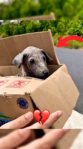 Thank you for Rescuing these Poor Dogs🥺
