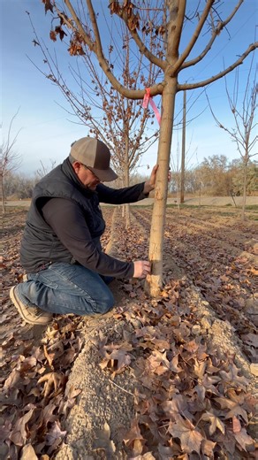 What is sun scald and how can it damage your trees? 🌤️Sun scald can harm your trees this season! Our tree specialist explains what to look for 👀 Wrap your trees to protect them — we have wraps available for sale!🌳 | Melad Tree Farm