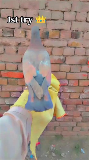 Watch the Viral Stone Video Today!