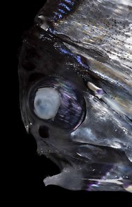 This deep-sea hatchetfish is typical of many #oceantwilightzone inhabitants, in that it has light-emitting organs that allow it to camouflage against the faint surface sunlight that is still barely visible at this depth. | OceanX