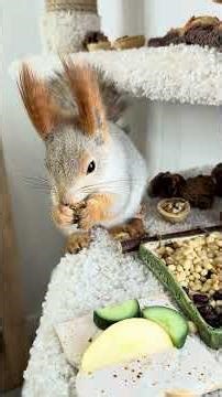 Grumpy Squirrel | Ворчливая белка