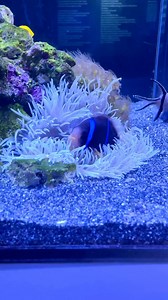 We haven't been able to stop thinking about sleepy fish. 🥺 Fish don't sleep in the same ways we do, but they do rest. Research shows that they are able to slow down their body systems to a level that allow them to remain alert to threats. Sometimes they float in place and other times they find safe places to sit or wedge themselves. Who knew fish could be so relatable? | Phillip and Patricia Frost Museum of Science