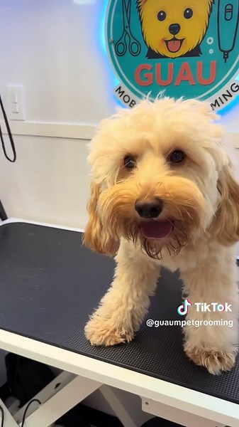 La emoción de esta muñeca antes de su baño 😍😍 #goldendoodle #mobilepetgroomer #grooming #happydog #groomingdog