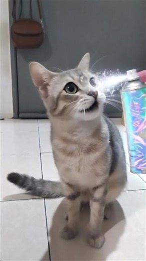 my chessy cat hairstyle #cat #malaysia #onthisday