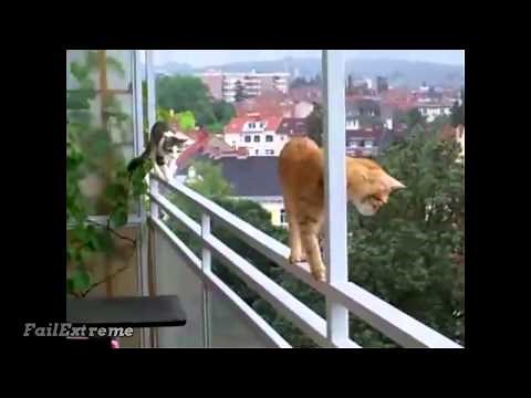 Stupid Cats Fails